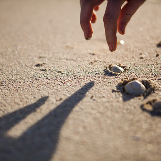 EBD_Loch_Eil_shells_close_up_beach_520x520